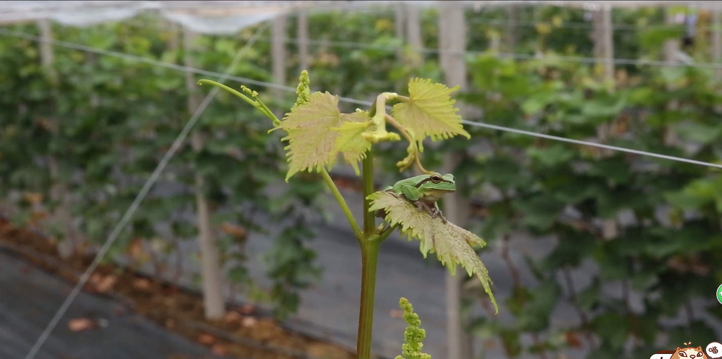 種植模塊